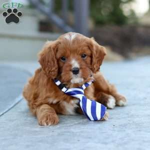 Mr. Bentley, Cavapoo Puppy